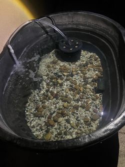 100 gallon fish pond