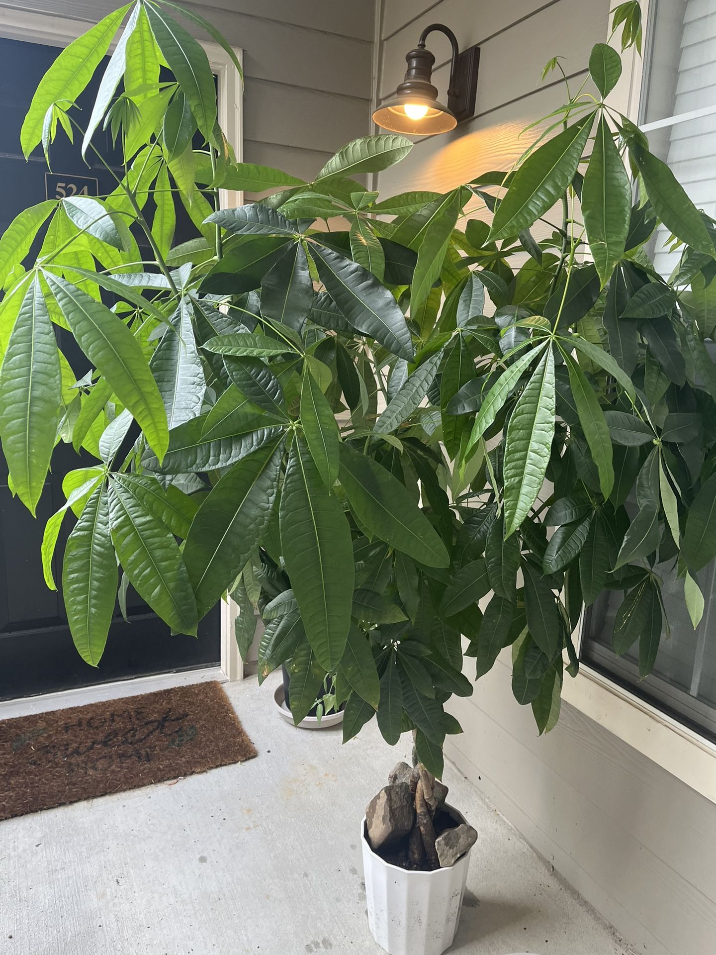 Money Tree