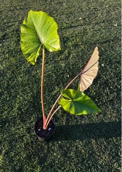 Alocasia