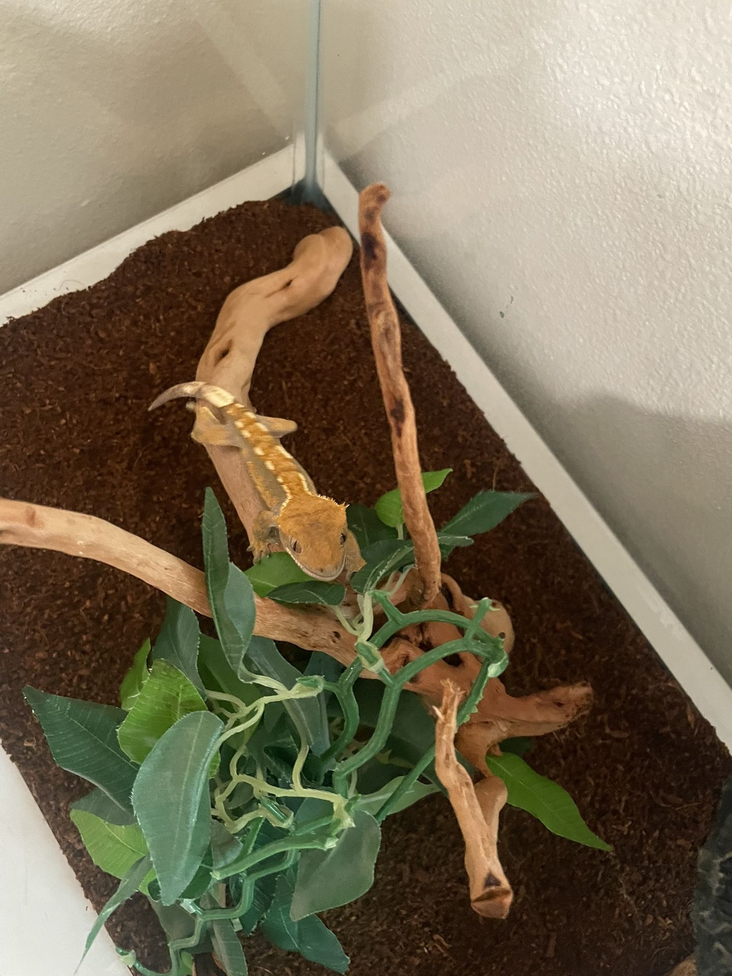 Crested Gecko - Everything Included!