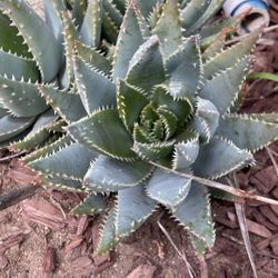 Short-leaved Aloe  1 Gal $8 