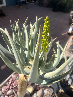 Flowering Aloe Dichotoma