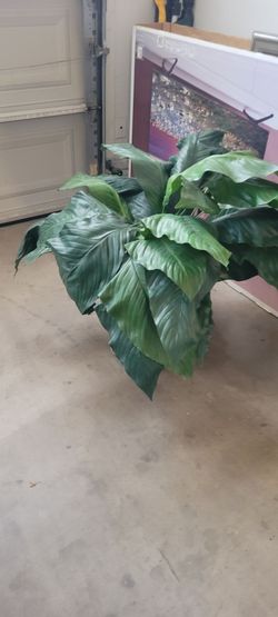 Huge fake plant