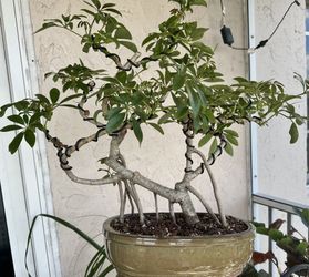 Bonsai Dwarf Umbrella Tree ( Arborícola Schefflera )