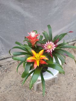 Bromeliad Plants 5" Nursery Pot $3 each