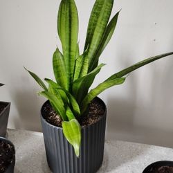 Plant 