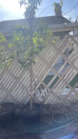 Peach Tree