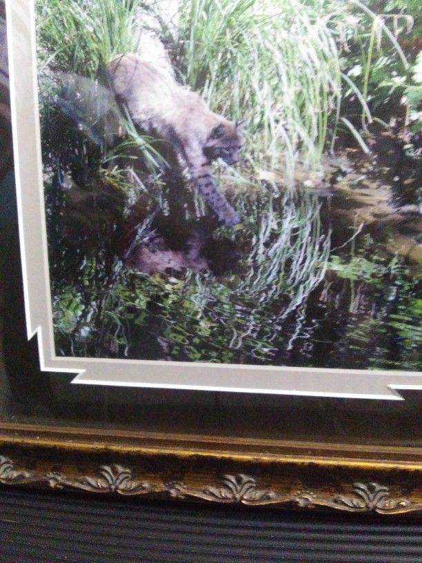 Bobcat In Eatonville