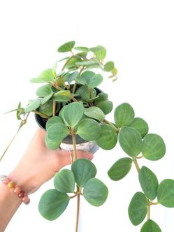 Pepperomia Hope Plant 4" Pot - Indoor House Plants