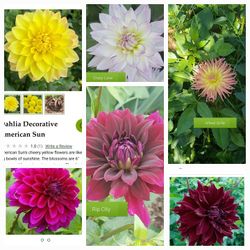 Rooted Dahlia Plants $5 Each 