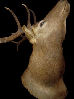 Taxidermy bull elk mount