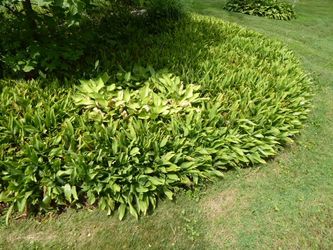 Hostas, Dig Your Own