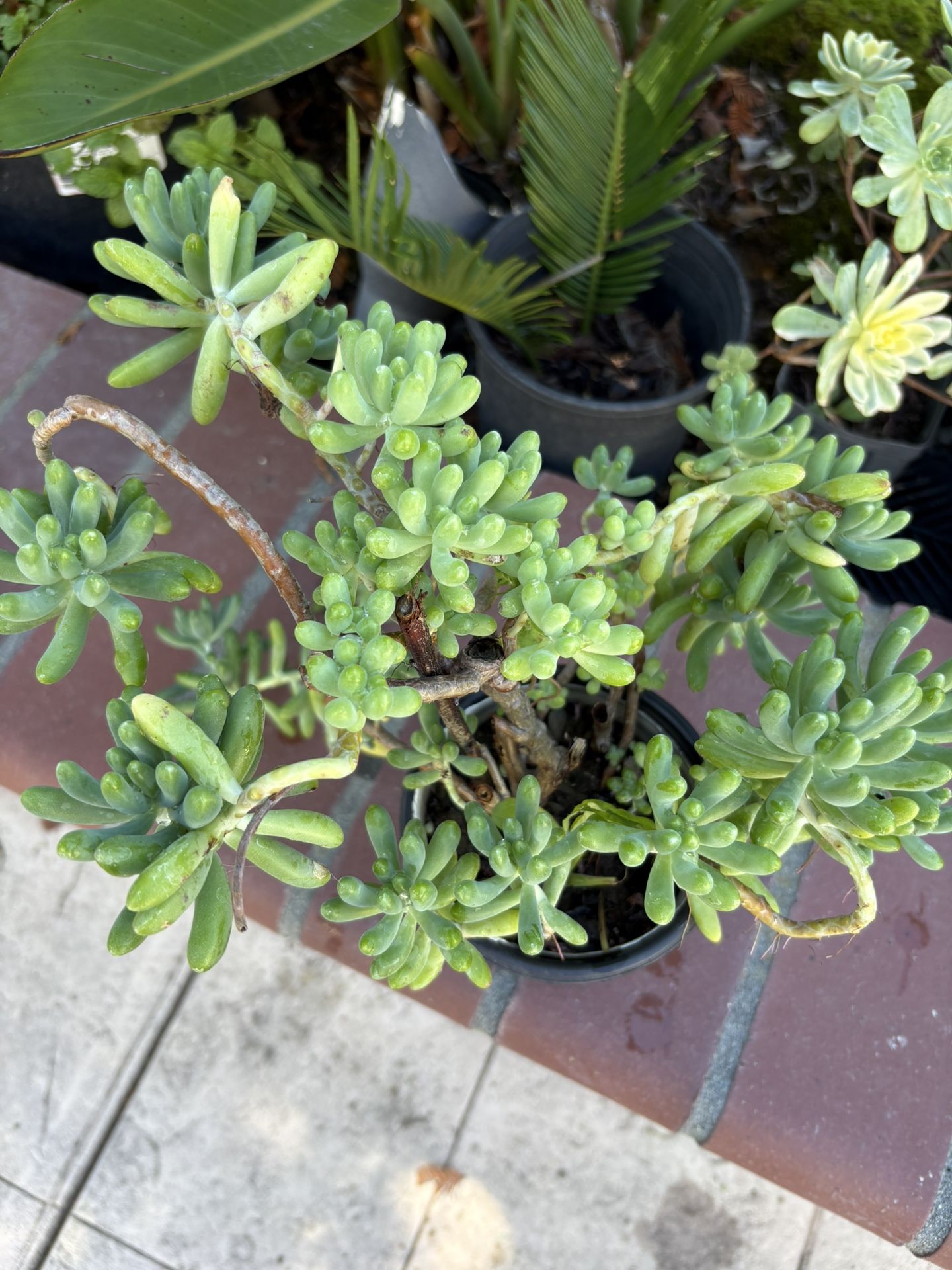 Healthy succulent in a black pot.