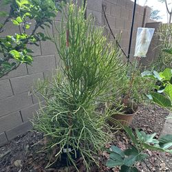 Pencil Cactus/Firestick Cactus