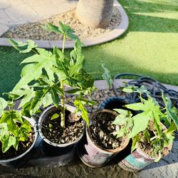 Papaya Plants