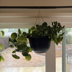 Hanging Chinese monkey plant