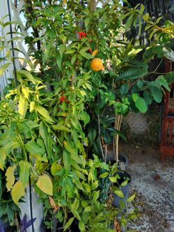 $35. Árbol De Durazno 🍑