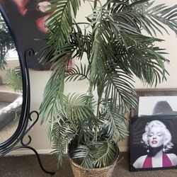 2 Decorative Plants 