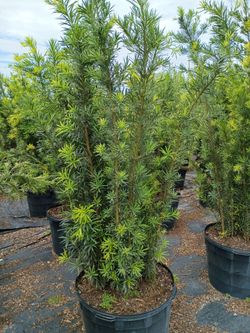 Podocarpus instant privacy hedge for fence