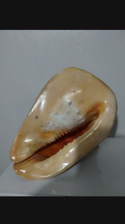 LARGE CONCH SEASHELL 12"×8.5" ×7"