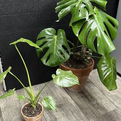 Indoor plants $25 each