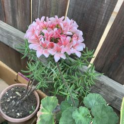 Geranium, Aeonium, Coleus, Swiss Cheese, Alocasia Cucullata Elephant Ear 