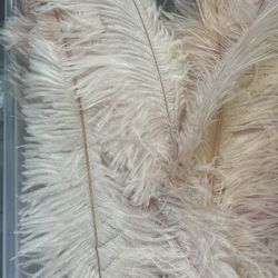Ostrich Prime Femina Feathers 