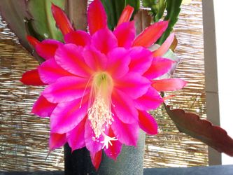 Epiphyllum