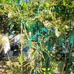 GEM Avocado on LEOLA rootstock from Brokaw Nursery 