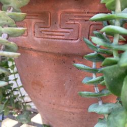 Stunning Terra Cotta Pot With Healthy Large Succulent 