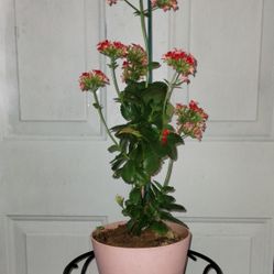 Red Kalanchoe Plant 
