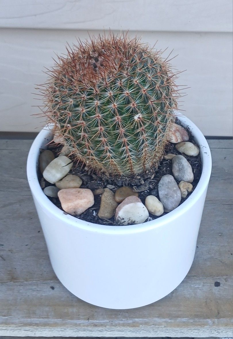 Cactus Plant π΅