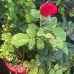 Beautiful red rosebush