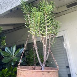 Succulent Tree