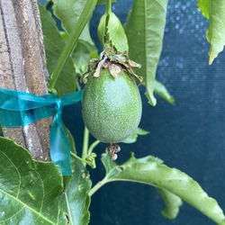 Purple Passion Fruit Climbing Plant, With Fruits  Is In 5 Gallóns Pot Pick Up Only