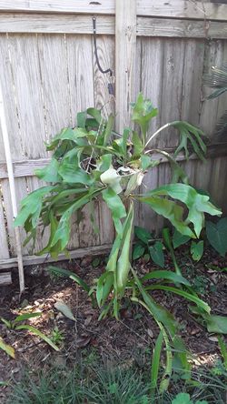 STAGHORN FERN -Large, many pups for starting your own