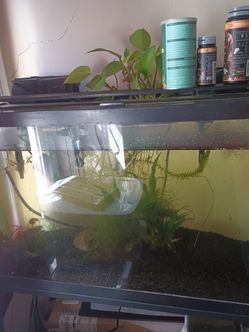 29 Gallon Fish Tank With Stand