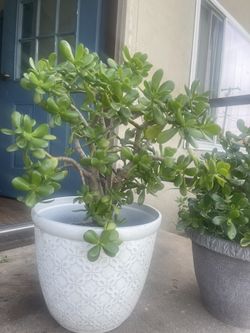 Green Plant