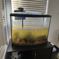 Fish Tank 