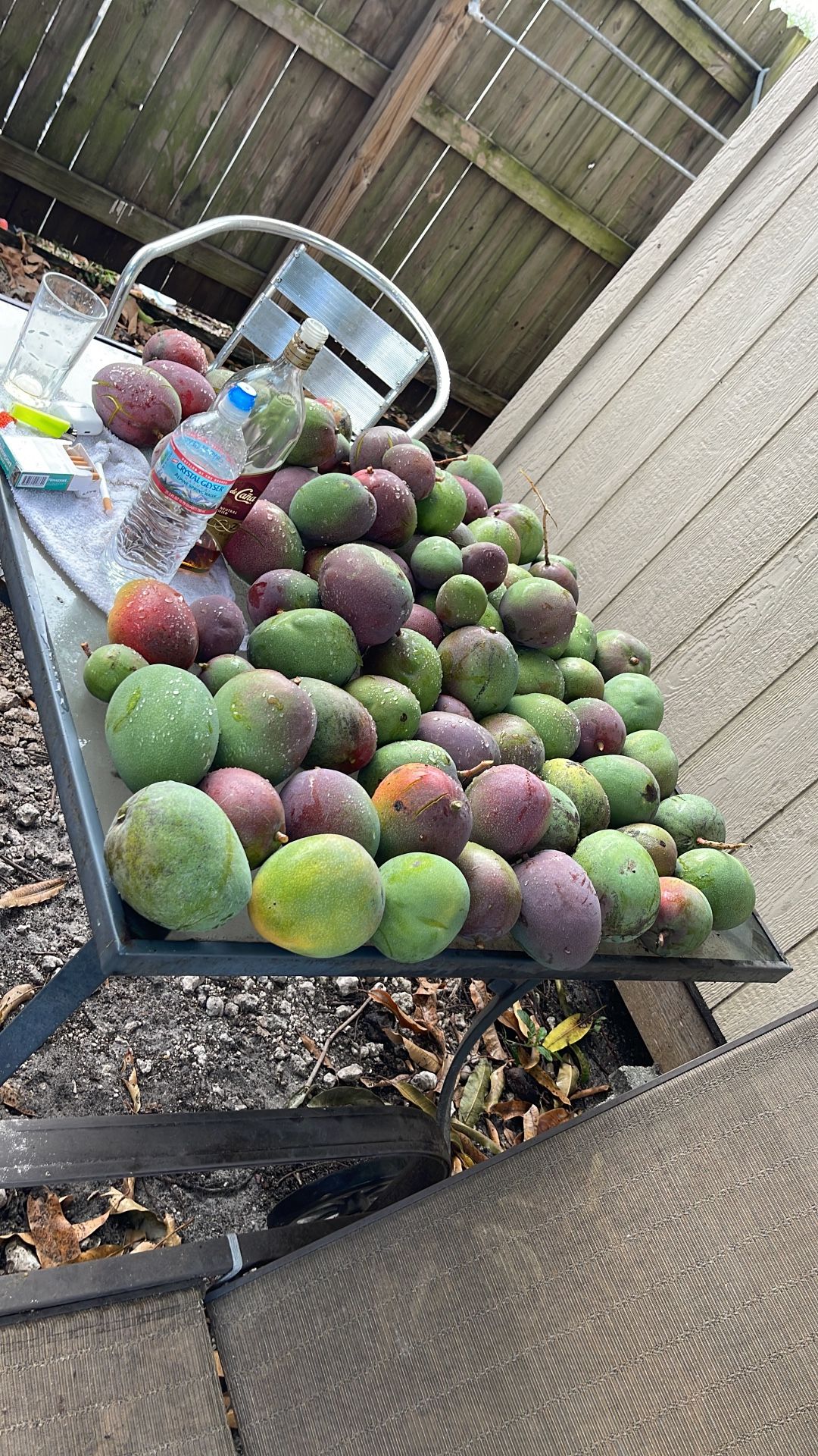 Mangos for Sale in North Miami Beach, FL OfferUp