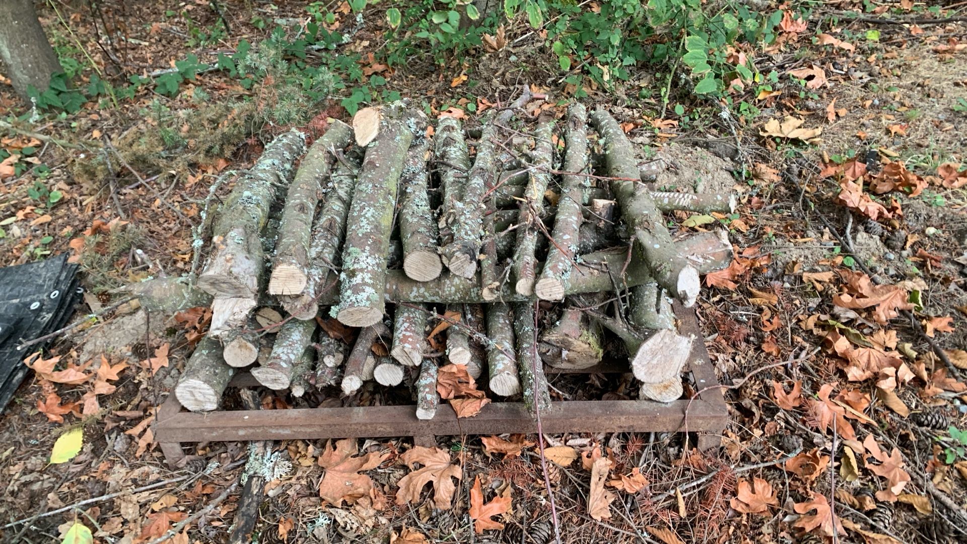 Apple Wood