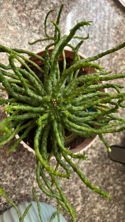 Euphorbia caput-medusae, or Medusa's Head