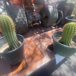 Cacti For Sell(trichicereus