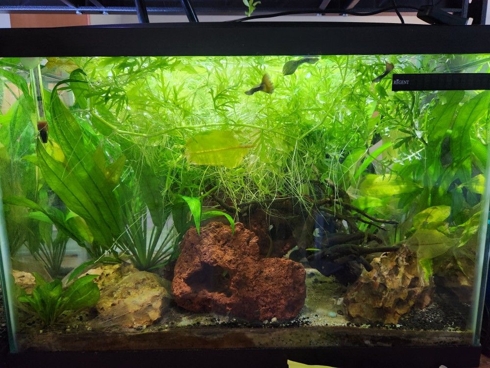 20 Gallon Aquarium w/Accessories