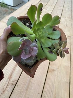 Succulents In A Clay Pot