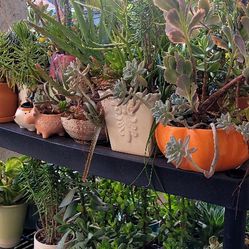 Potted Plants For Sale