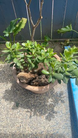 Large Beautiful Potted Pkant