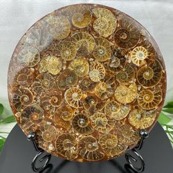 Rare Fossilized Ammonite Plate