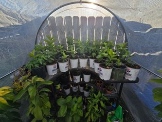 Guava plant