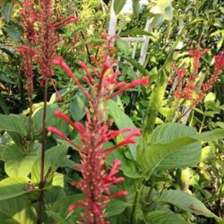 Fire Spike Landscape Plant For Hummingbirds Butterflies